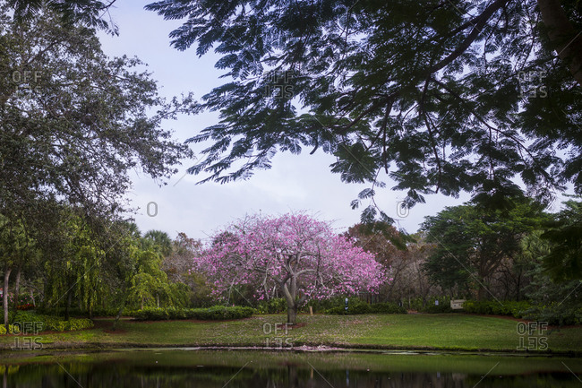 A tree in bloom in the Pelican Beach area of Naples, Florida.