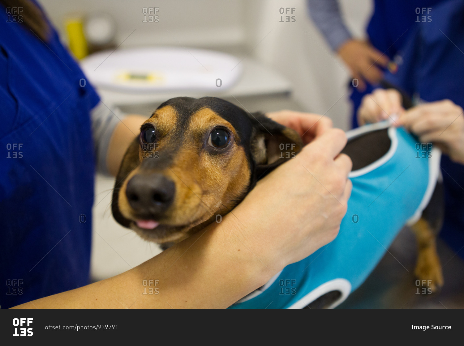 Veterinarian and nurses preparing dog for treatment