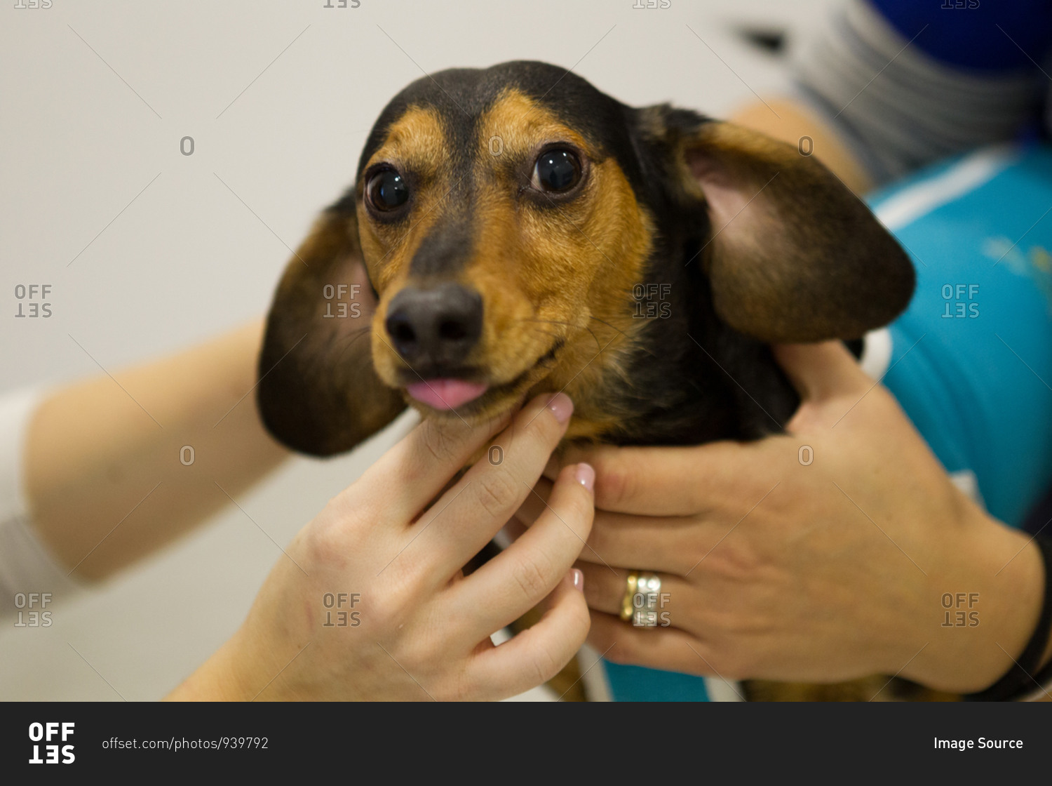 Veterinarians comforting dog before treatment