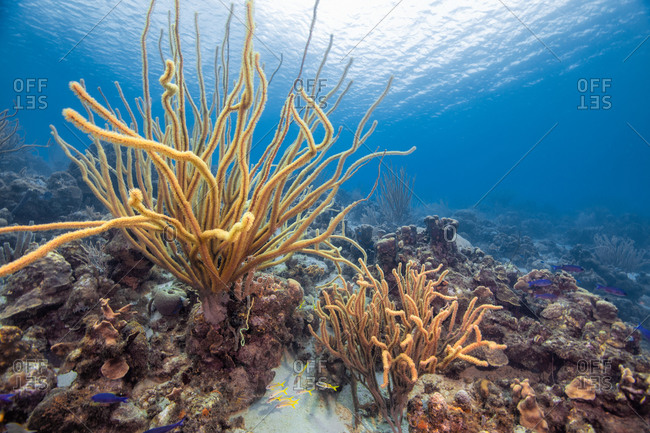Seascape of variety of soft coral, Curacao