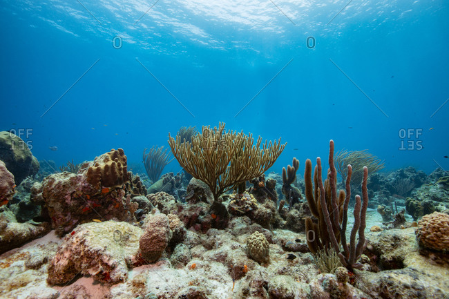 Seascape of variety of soft coral, Curacao