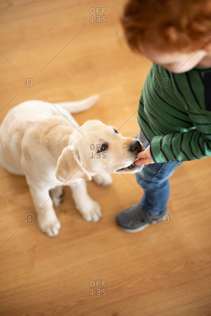 Boy giving pet puppy training treat