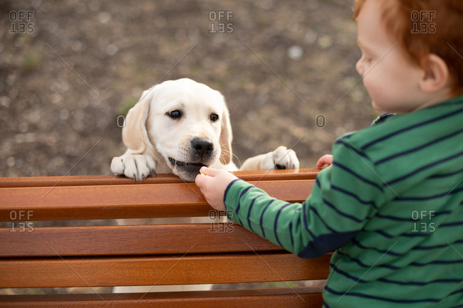 Boy giving pet puppy training treat