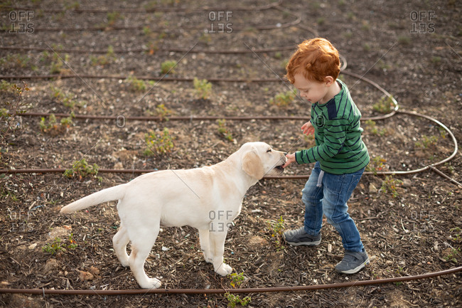 Boy giving pet puppy training treat