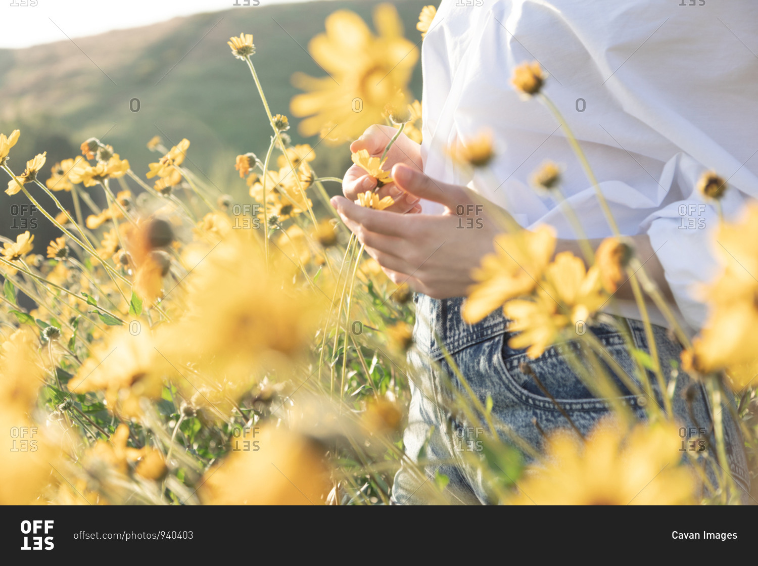 Woman's hands holding yellow flower in field in afternoon light