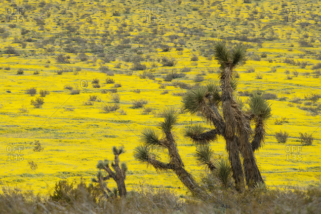 Joshua Tree and wildflower bloom after recent rains in the Calif