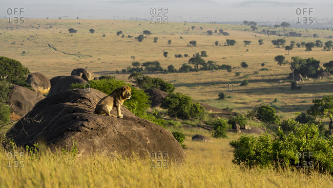 A male lion sits on a rock and enjoys the sun in the early morning