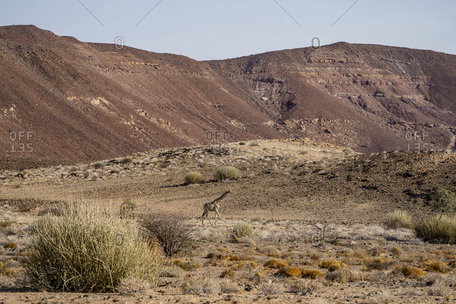 A giraffe walks in an arid landscape with rocky hills