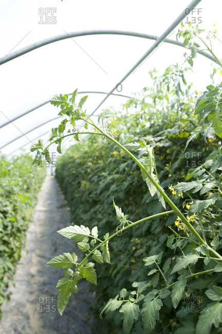 Tomatoes growing in a greenhouse