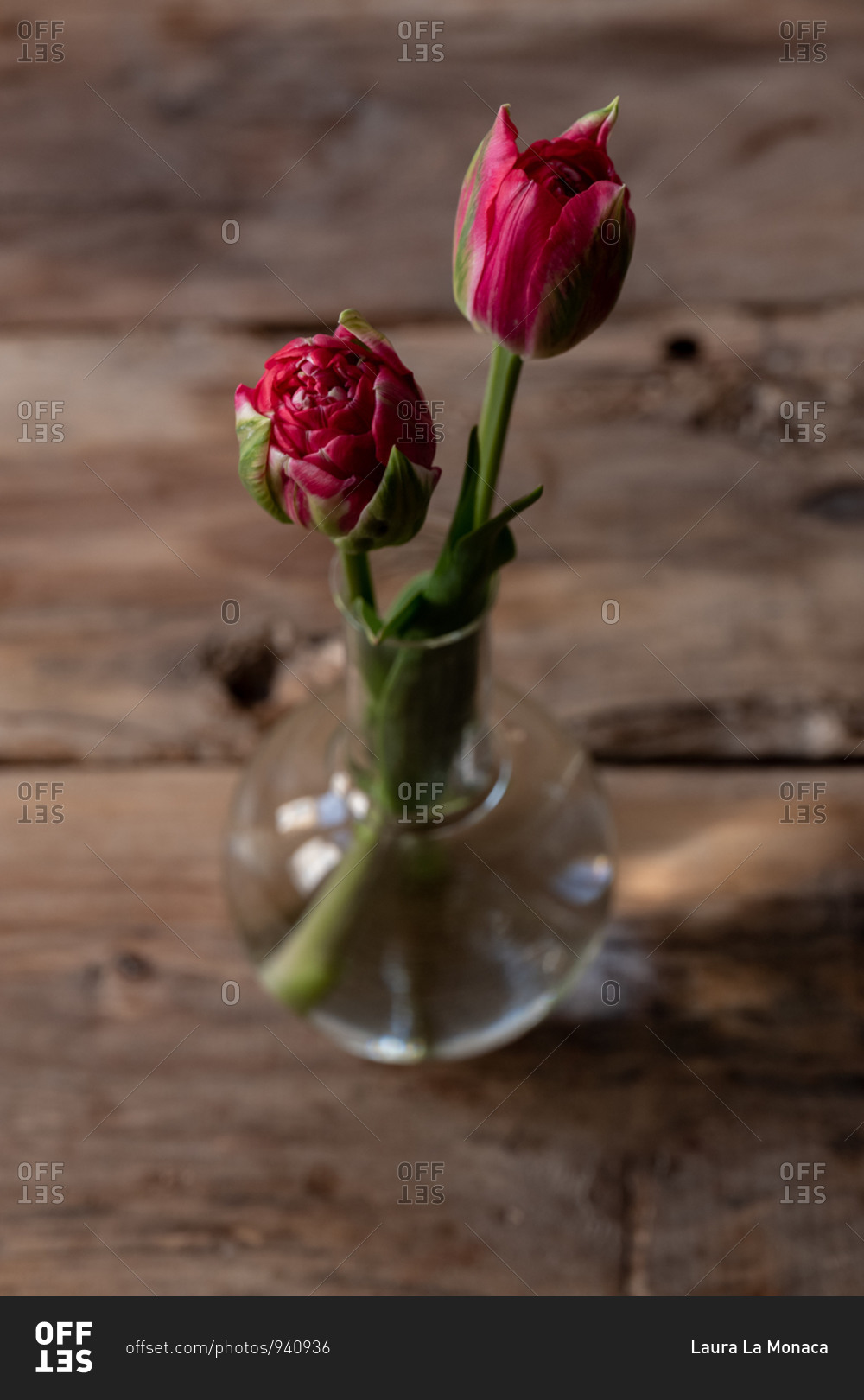 Two pink tulips in a clear glass vase