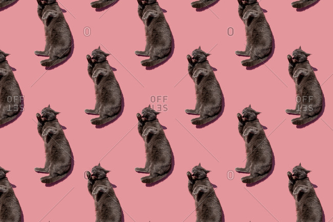 Pattern of Russian Blue cat lying against pink background