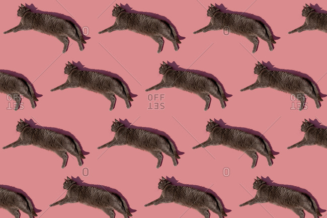 Pattern of Russian Blue cat lying against pink background