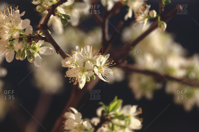Germany- Mirabelle blossoms in spring
