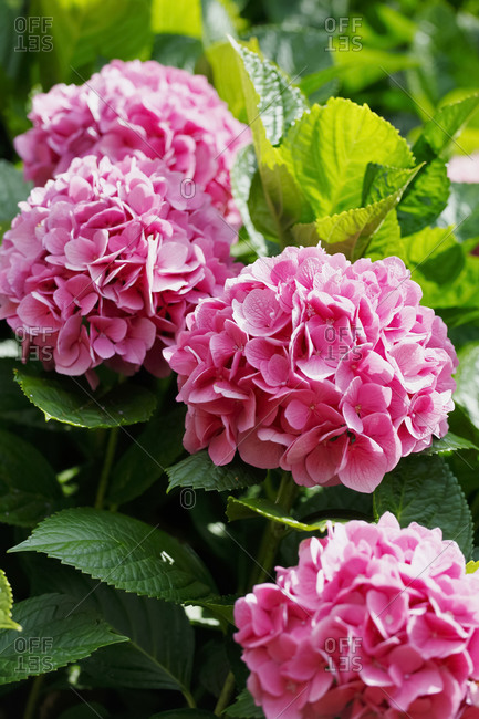 Germany- Pink blooming hydrangeas (Hydrangea macrophylla)
