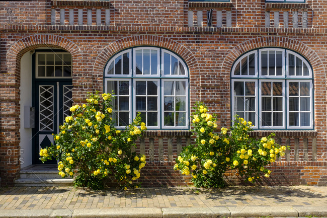 Germany- Schleswig-Holstein- Husum- Yellow roses blooming in front of brick house