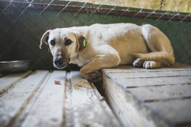 Portrait of scared dog in animal shelter