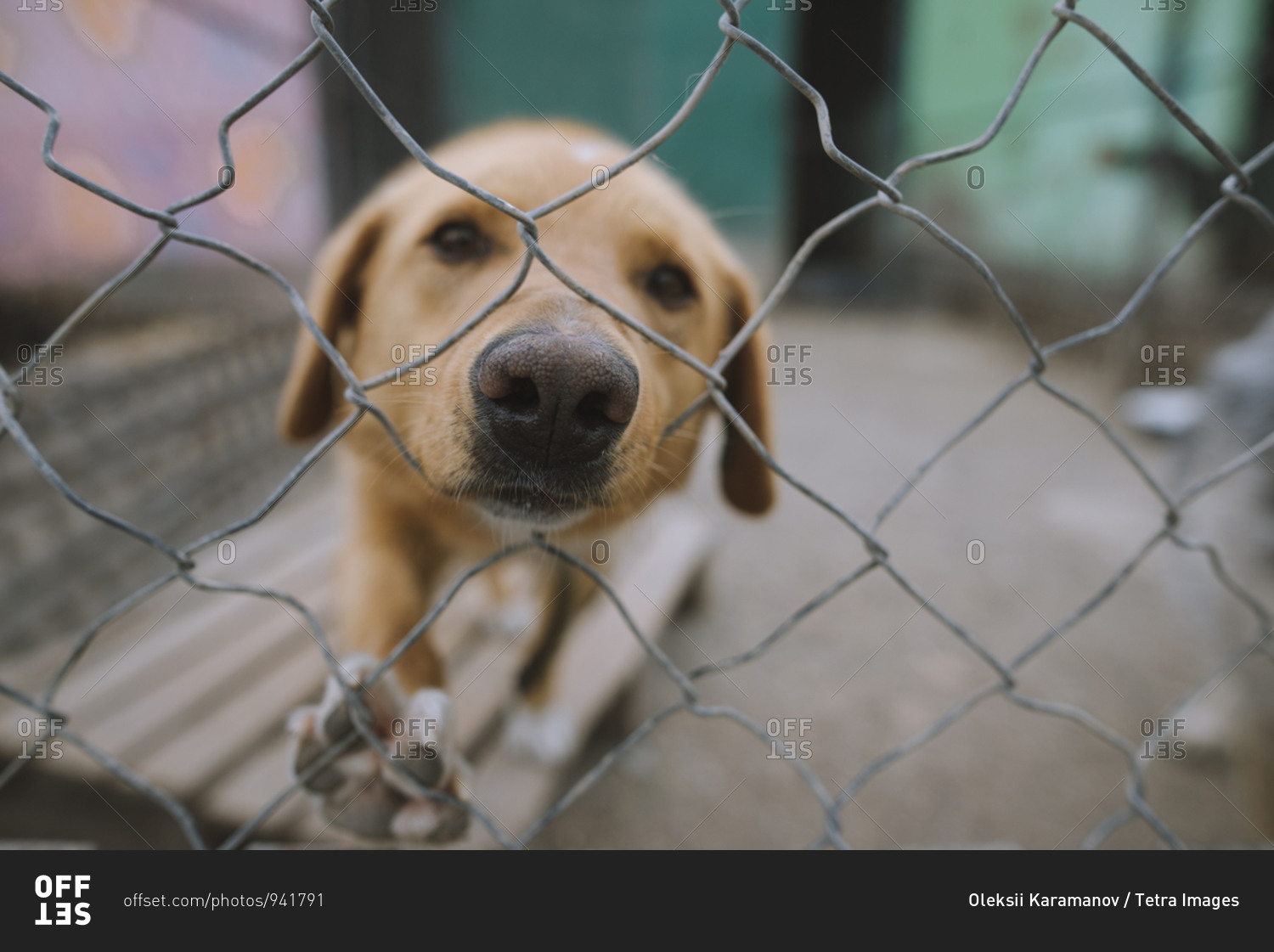 Portrait of sad dog behind fence in animal shelter