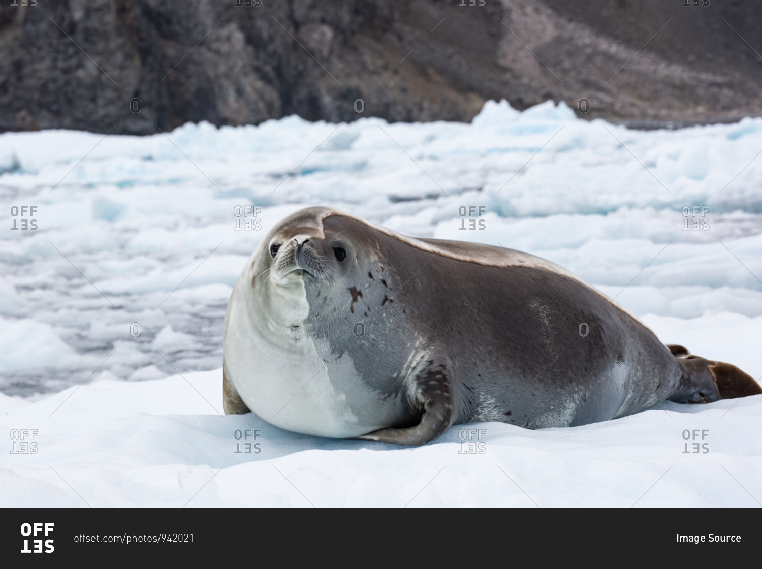 A Crabeater seal lying on ice in the Antarctic.