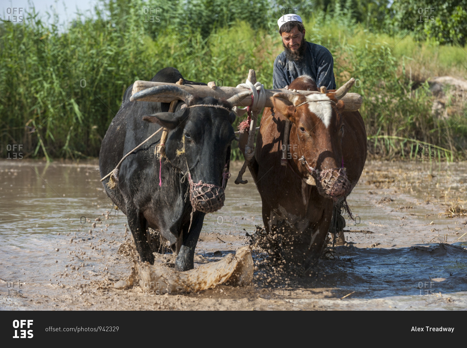 A farmer from Herat province works with cows in his rice paddies