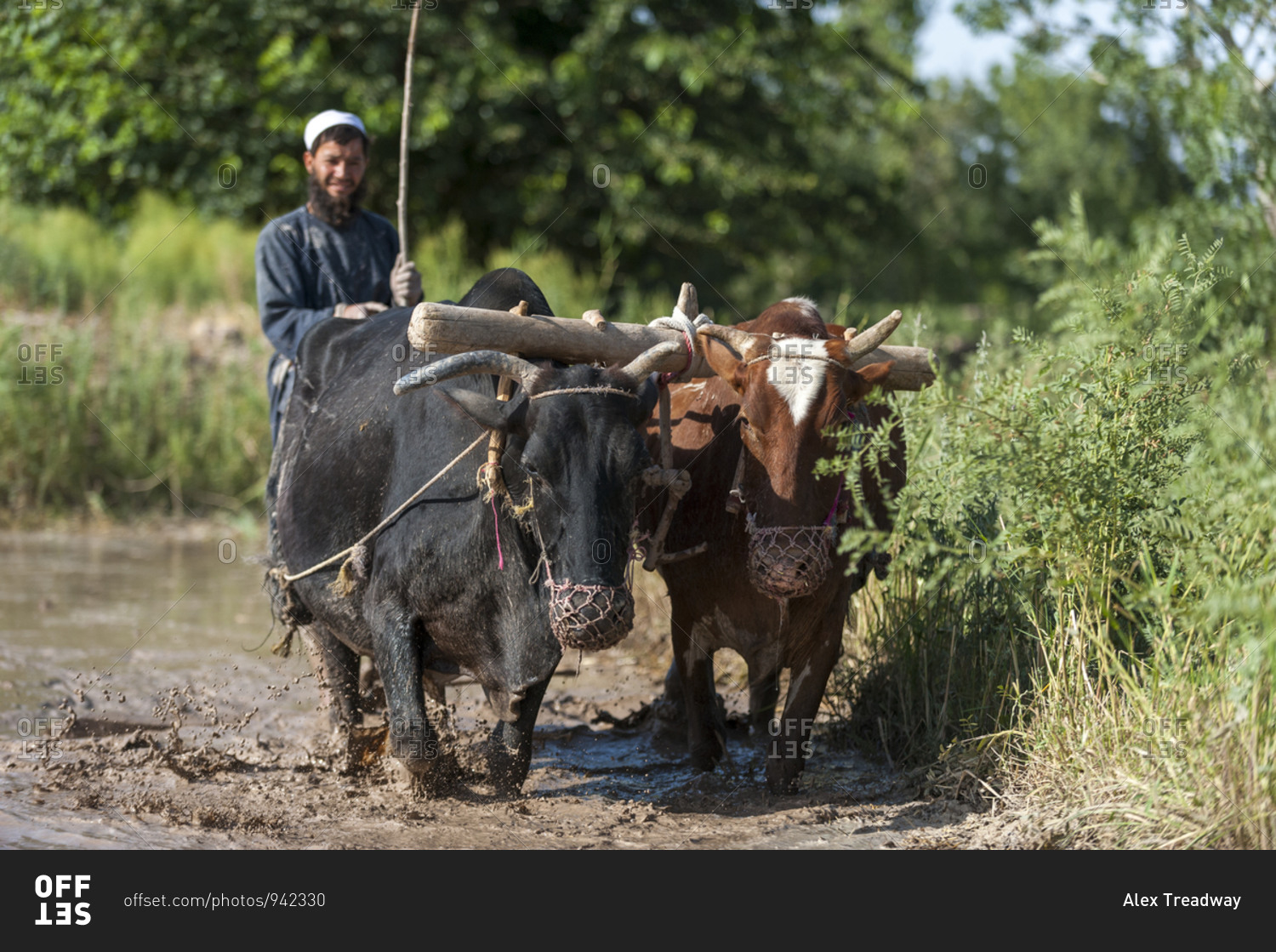 A farmer from Herat province works with cows in his rice paddies