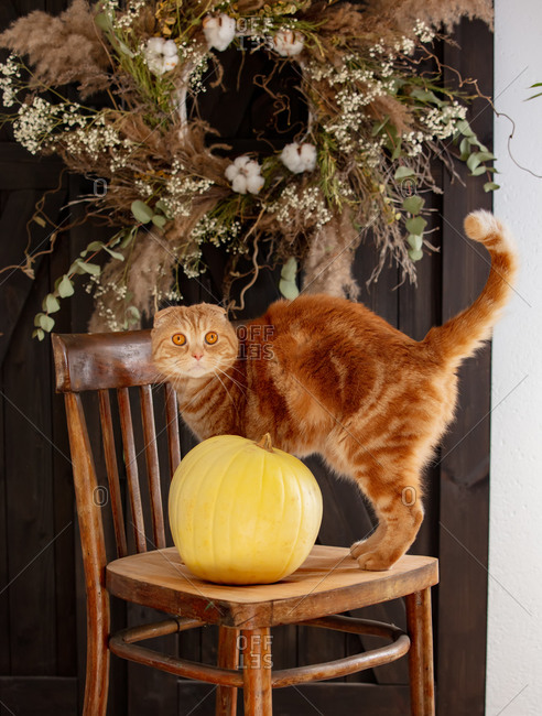 Pumpkin and ginger cat on a chair with decoration on background