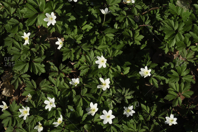Germany- Wood anemones (Anemone nemorosa) blooming in spring