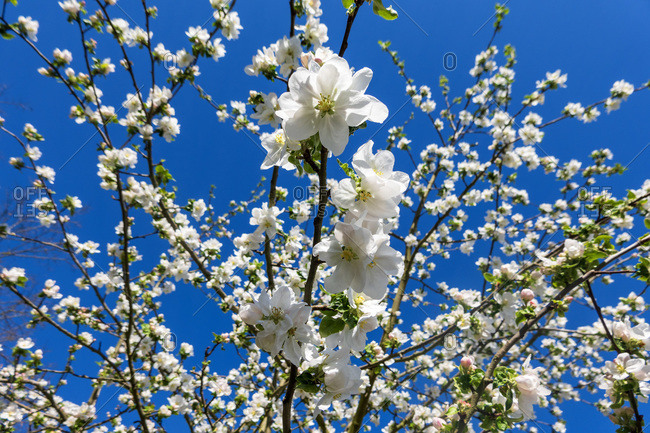 Germany- Branches of blossoming apple tree