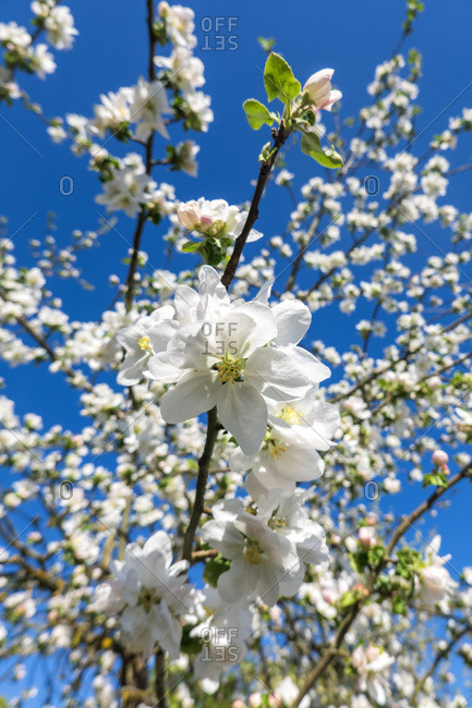 Germany- Branches of blossoming apple tree