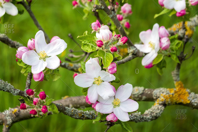 Germany- Branches of blossoming apple tree