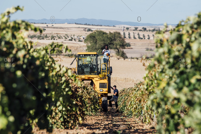 Grape harvesting machine and young winegrowers during grape harvest- Cuenca- Spain