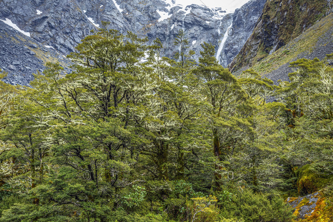 New Zealand- Southland- Green beech trees in Fiordland National Park