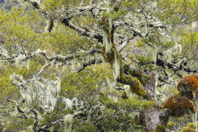 New Zealand- Southland- Green beech tree covered in lichen