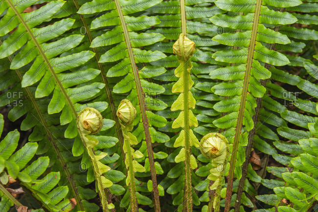 New Zealand- Close-up of curled up ferns