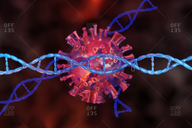 3D Rendered Illustration of a Corona virus with its DNA
