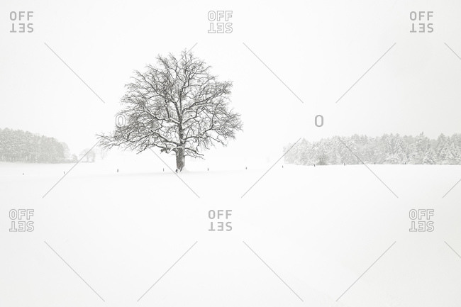Winter landscape with single tree