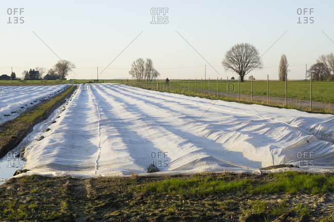 Germany- North Rhine-Westphalia- Ruhr- Strawberry field covered in foil tunnels protecting against cold