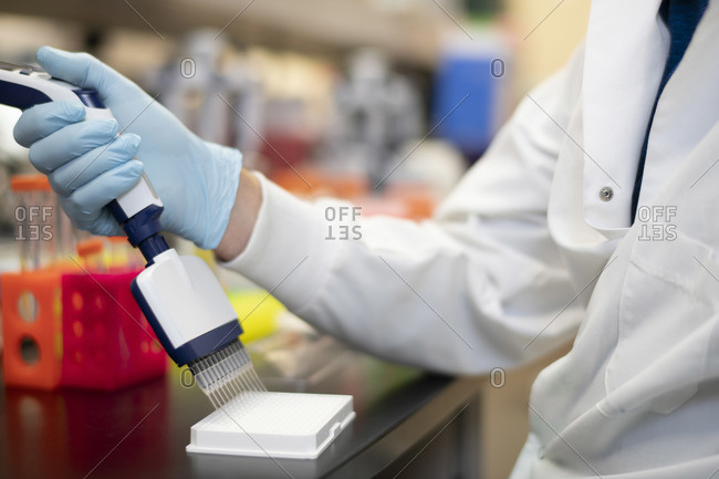 Scientist uses a multi channel pipette in a scientific laboratory