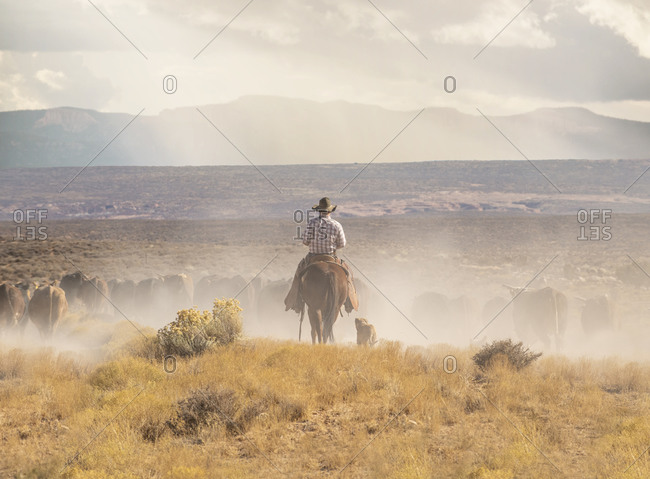 Cowboys Rustling Cattle in on a Dusty Stretch of Utah Desert