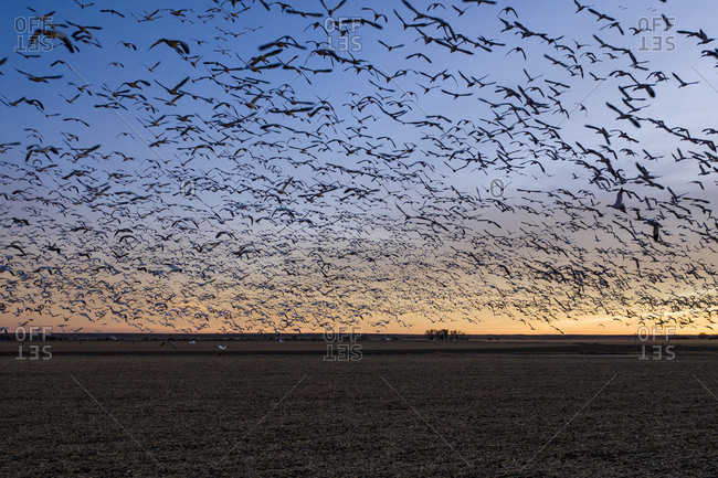 A massive flock of sandhill cranes fly in rural Colorado at sunset