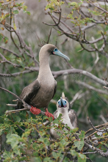 A mating couple of red-footed booby sit on nest in Galapagos islands