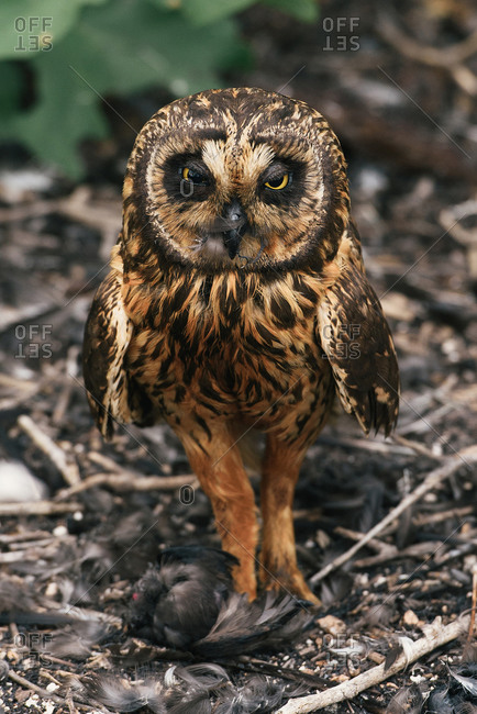 A short-ear owl with a fresh kill after hunting in the Galapagos