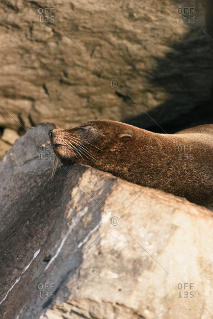 Galapagos fur seal lays on rocks and soaks up sun