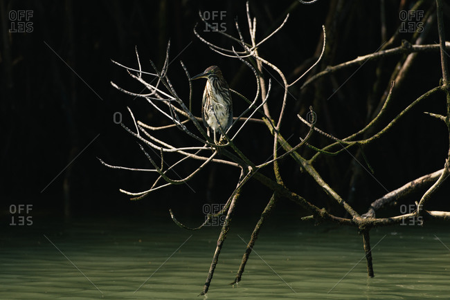 A striated heron perches in the mangrove branches of the Galapagos
