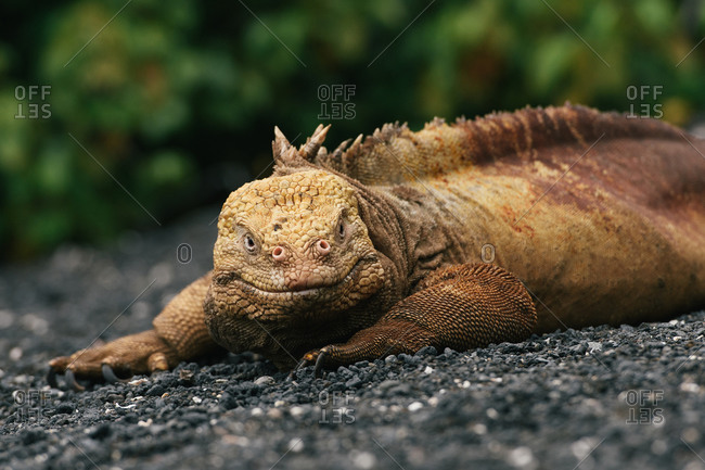 Female Galapagos land iguana laying down in a bed of lava sand