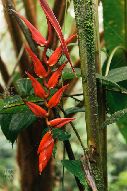 Heliconia rostrata fake bird of paradise plant in Ecuador jungle