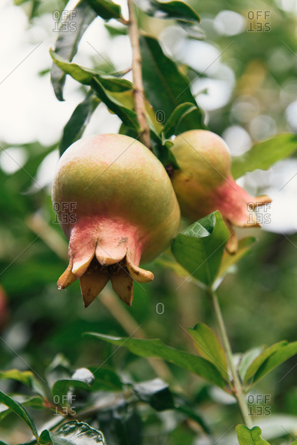 Pomegranates after a rainfall in a natural dye studio in Oaxaca