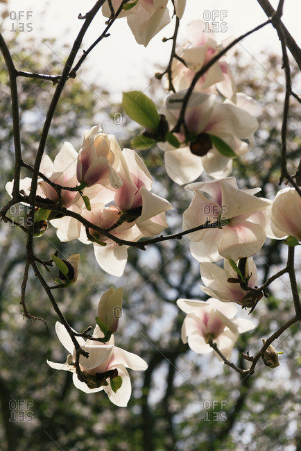 First bloom of spring with a tulip tree in northern New York