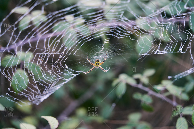 Tiger spider on its spider web in the middle of nature waiting