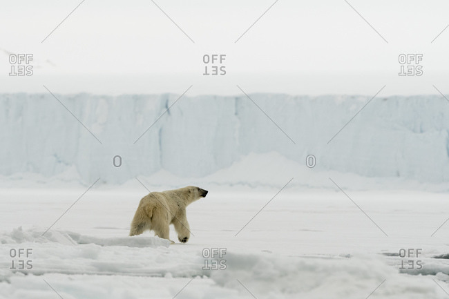 Polar bear (Ursus maritimus on  polar ice cap, Austfonna Nordaustlandet, Svalbard, Norway