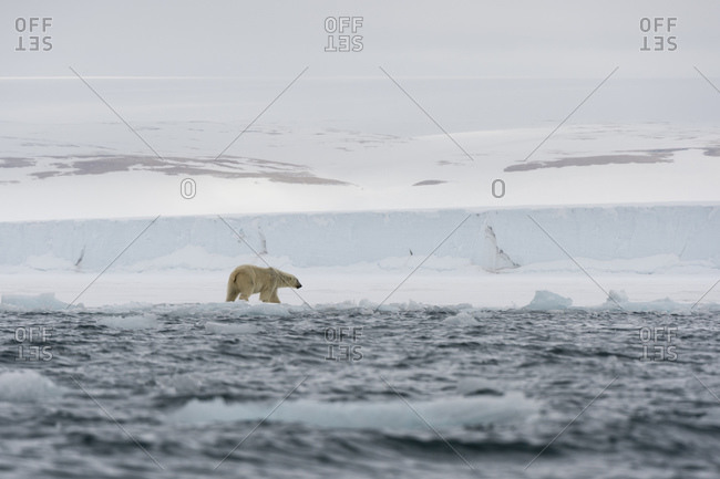 Polar bear (Ursus maritimus at waters edge on  polar ice cap, Austfonna Nordaustlandet, Svalbard, Norway